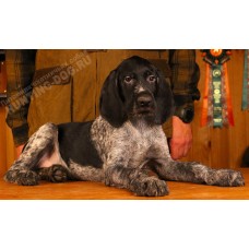 Племенной щенок Рой кобель породы дратхаар Племенной щенок Рой кобель породы дратхаар