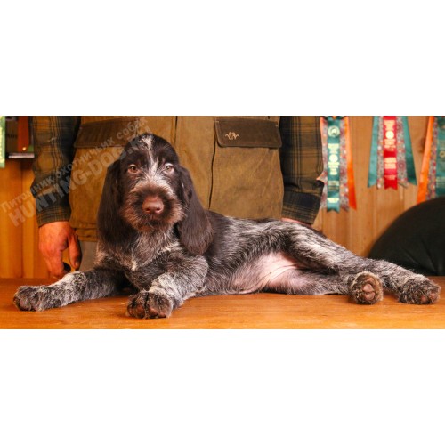 Племенной щенок Руна породы дратхаар