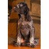 Племенной щенок Руна породы дратхаар