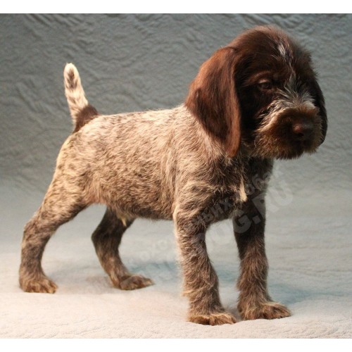 Племенной щенок кобель №1 породы дратхаар