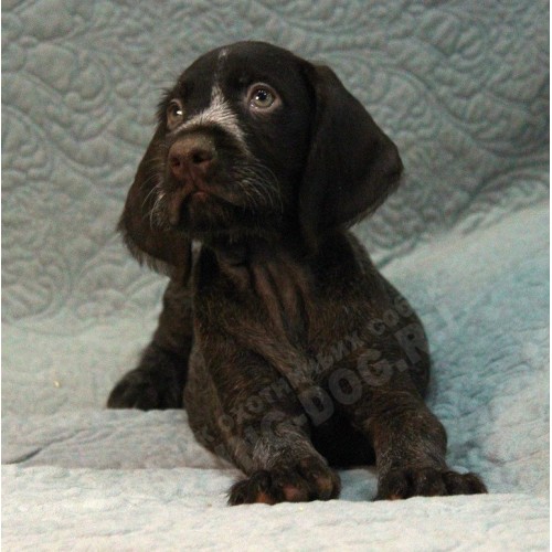Племенной щенок кобель №2 породы дратхаар