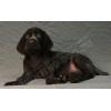 Племенной щенок кобель №2 породы дратхаар