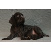 Племенной щенок кобель №2 породы дратхаар