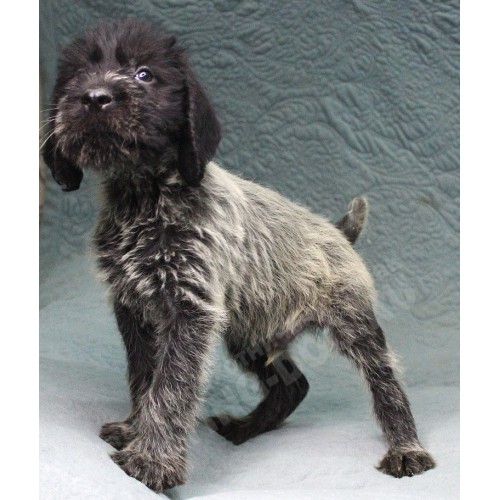 Племенной щенок кобель №3 породы дратхаар