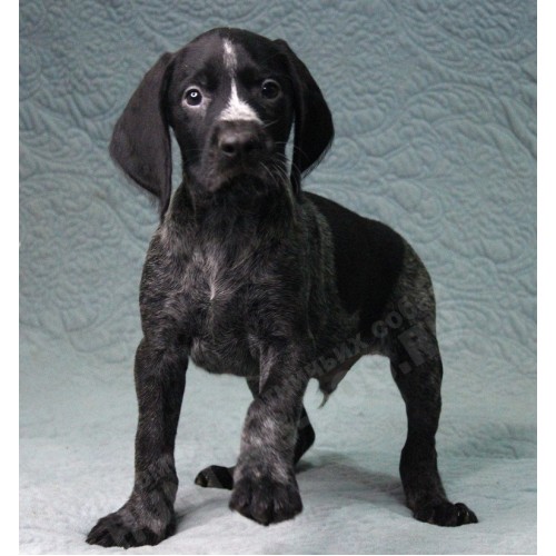 Племенной щенок кобель №4 породы дратхаар