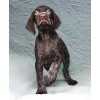 Племенной щенок кобель №5 породы дратхаар