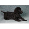 Племенной щенок кобель №5 породы дратхаар