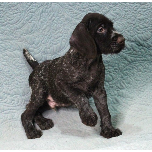 Племенной щенок кобель №5 породы дратхаар