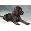 Племенной щенок кобель №5 породы дратхаар