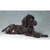 Племенной щенок кобель №5 породы дратхаар