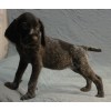 Племенной щенок сука №10 породы дратхаар