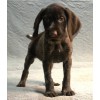 Племенной щенок сука №10 породы дратхаар
