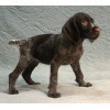 Племенной щенок сука №10 породы дратхаар