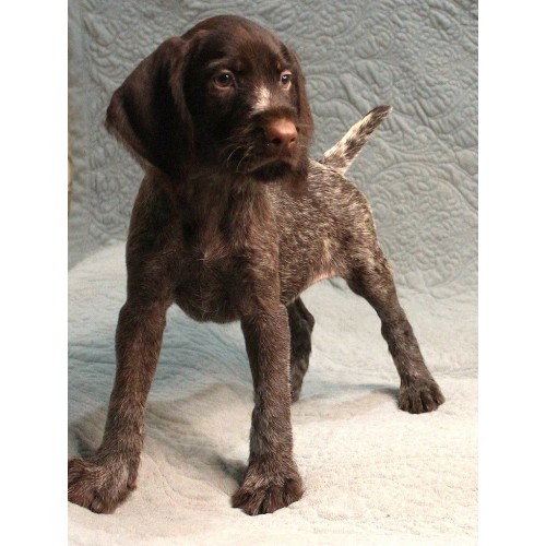 Племенной щенок сука №10 породы дратхаар