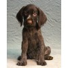 Племенной щенок сука №10 породы дратхаар