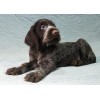 Племенной щенок сука №6 породы дратхаар