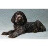 Племенной щенок сука №6 породы дратхаар