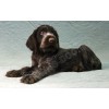Племенной щенок сука №6 породы дратхаар