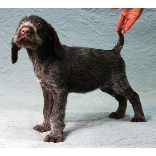 Племенной щенок сука №6 породы дратхаар