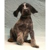 Племенной щенок сука №7 породы дратхаар