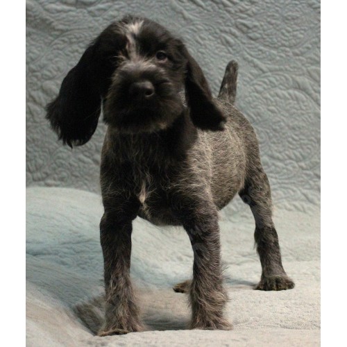 Племенной щенок сука №7 породы дратхаар