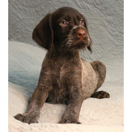 Племенной щенок сука №8 породы дратхаар