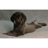 Племенной щенок сука №8 породы дратхаар