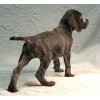 Племенной щенок сука №9 породы дратхаар