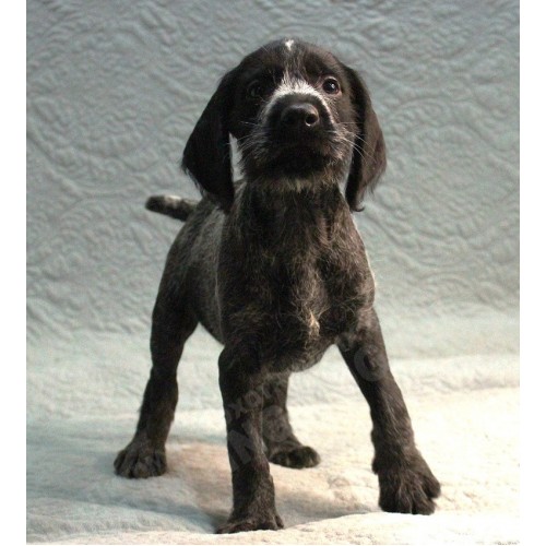 Племенной щенок сука №9 породы дратхаар