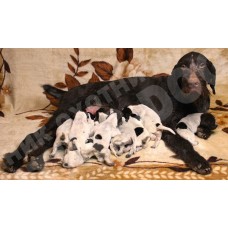 Высокопородные щенки дратхаара