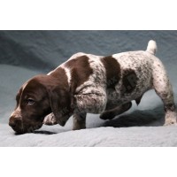 Породистый щенок курцхаар № 1 кобель Породистый щенок курцхаар № 1 кобель