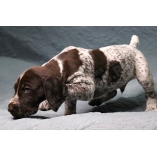 Породистый щенок курцхаар № 1 кобель