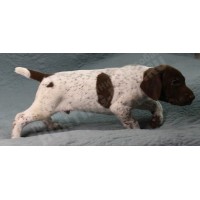 Породистый щенок курцхаар № 2 кобель Породистый щенок курцхаар № 2 кобель