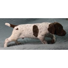 Породистый щенок курцхаар № 2 кобель