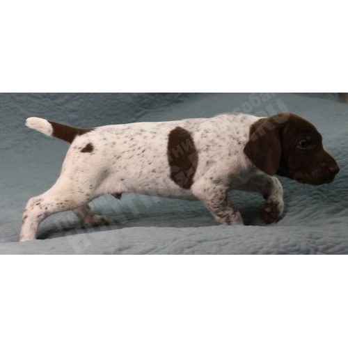 Породистый щенок курцхаар № 2 кобель