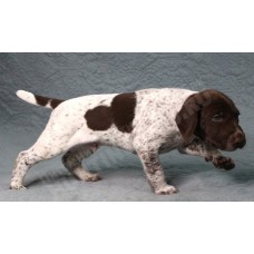 Породистый щенок курцхаар № 3 кобель