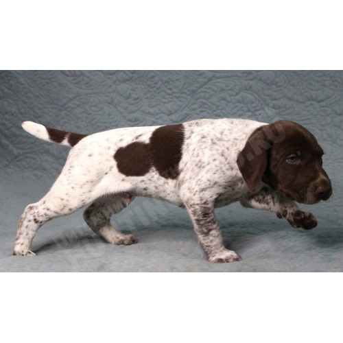 Породистый щенок курцхаар № 3 кобель Породистый щенок курцхаар № 3 кобель