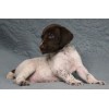 Породистый щенок курцхаар № 4 кобель Породистый щенок курцхаар № 4 кобель