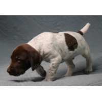 Породистый щенок курцхаар № 4 кобель Породистый щенок курцхаар № 4 кобель