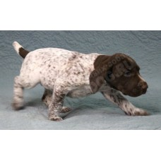 Породистый щенок курцхаар № 5 сука