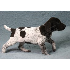 Породистый щенок курцхаар № 6 сука