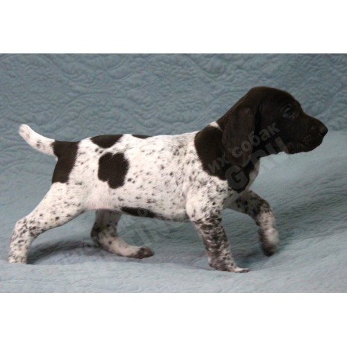 Породистый щенок курцхаар № 6 сука Породистый щенок курцхаар № 6 сука