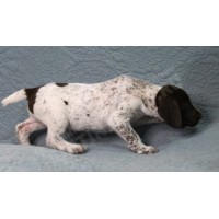 Породистый щенок курцхаар № 7 сука Породистый щенок курцхаар № 7 сука