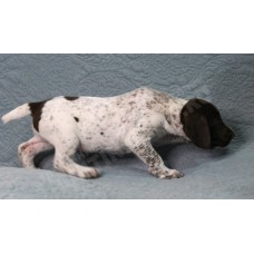 Породистый щенок курцхаар № 7 сука