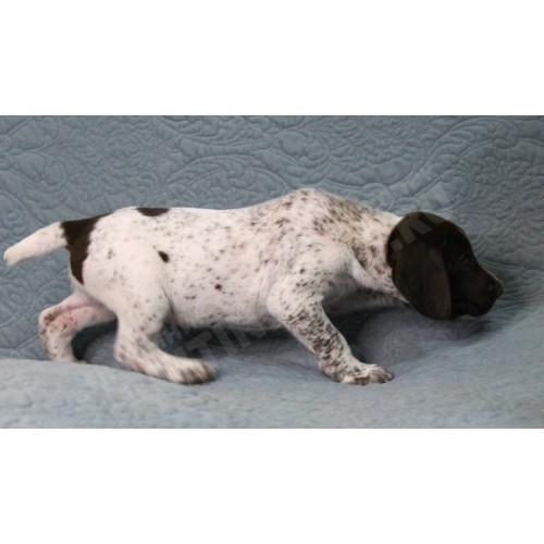 Породистый щенок курцхаар № 7 сука Породистый щенок курцхаар № 7 сука