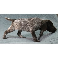 Породистый щенок курцхаар № 8 сука