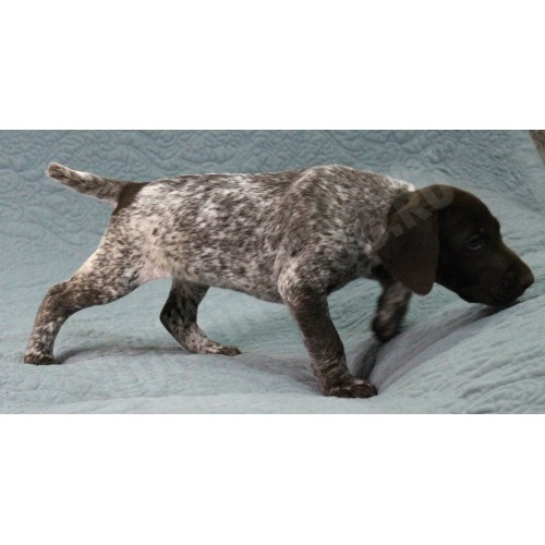 Породистый щенок курцхаар № 8 сука