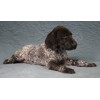 Породистый щенок курцхаар № 8 сука