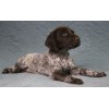 Породистый щенок курцхаар № 8 сука