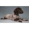Породистый щенок курцхаар № 8 сука